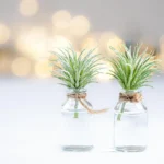 Beza kawowa — przepis i najlepsze kawy Woseba